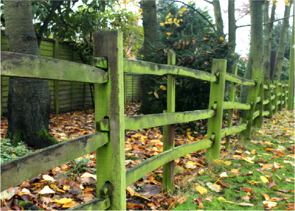 Mossy Fence
