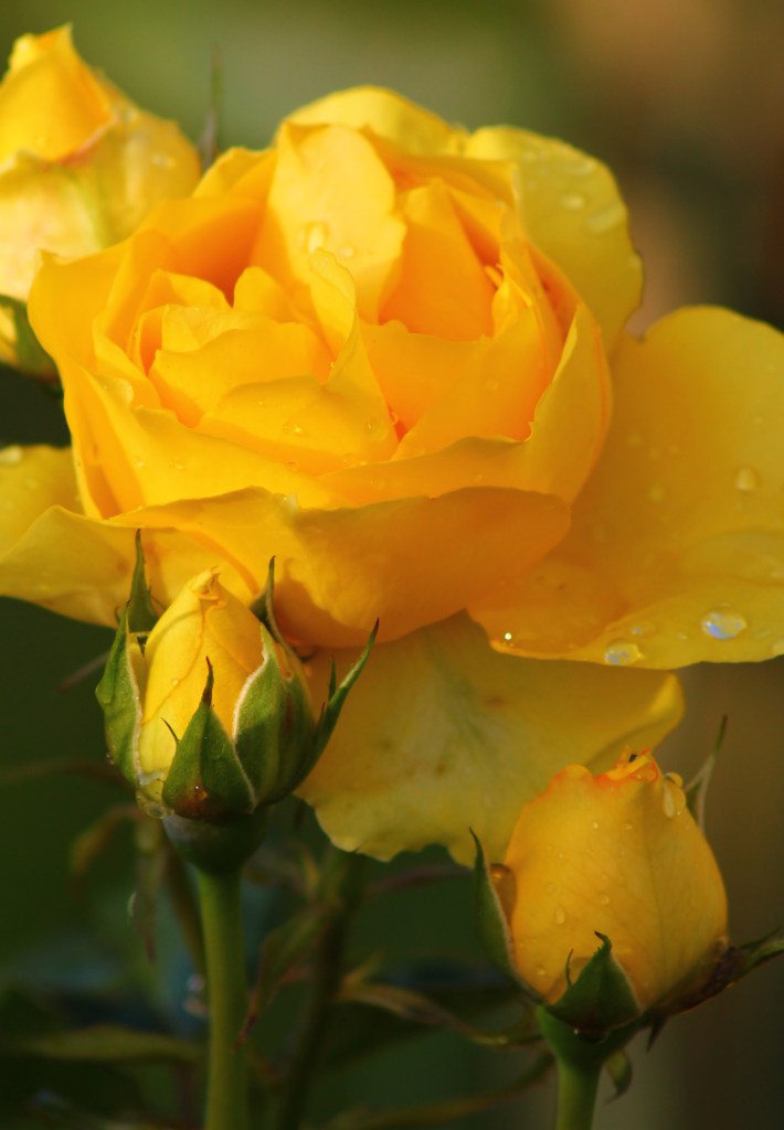 November Rose 093