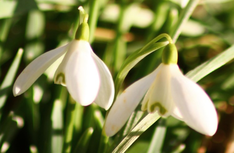 snowdrops