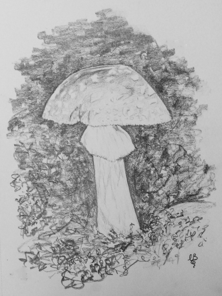 toadstool sketch