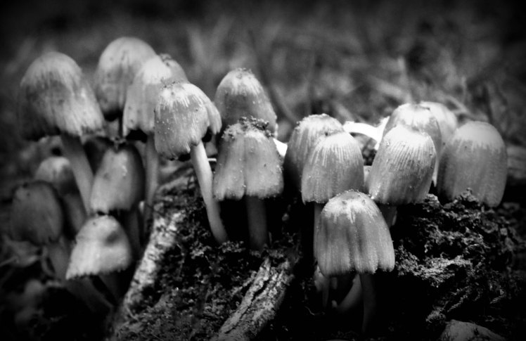 toadstools2 edit 3