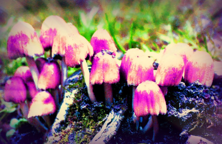 toadstools2 edit 7.2