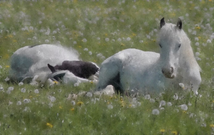 Ponies week 4 watercolour