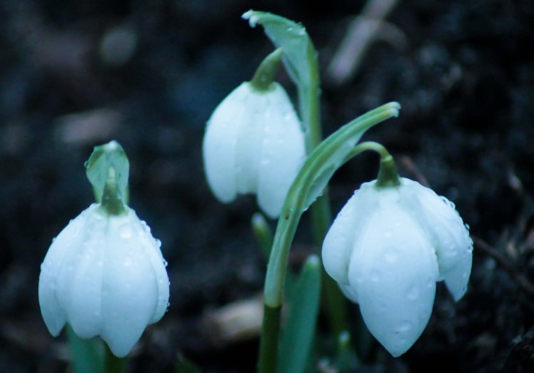 snowdrops2.1