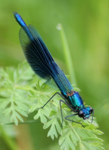 Copyright - Louise Bunting