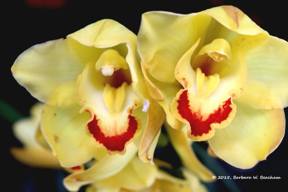 Photo Prompt : © Barbara Beacham