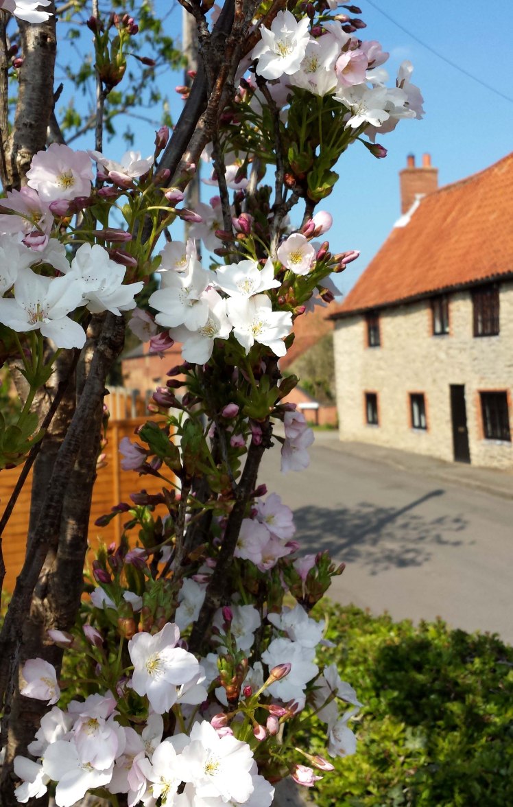 house with blossom