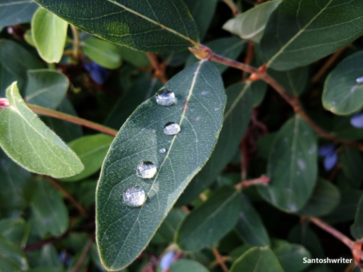 Photo Prompt - © Santoshwriter