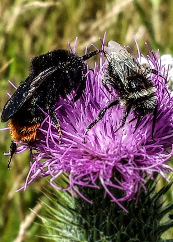 Bee Pair2