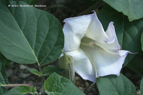 Photo Prompt - © 2015, Barbara W. Beacham