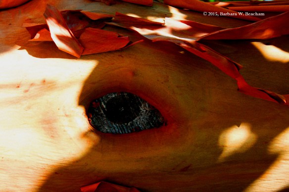 Photo Prompt - © 2015, Barbara W. Beacham