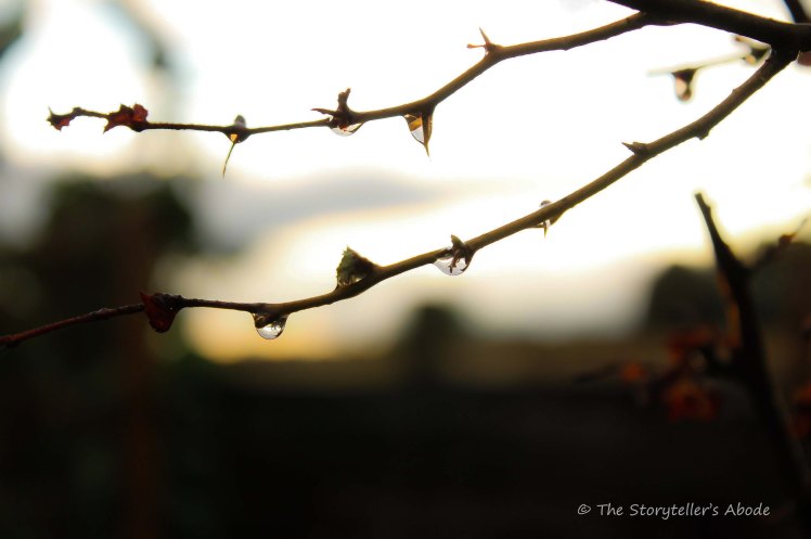 droplets on branches