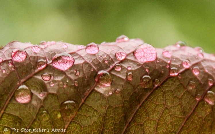 droplets on rose leaf
