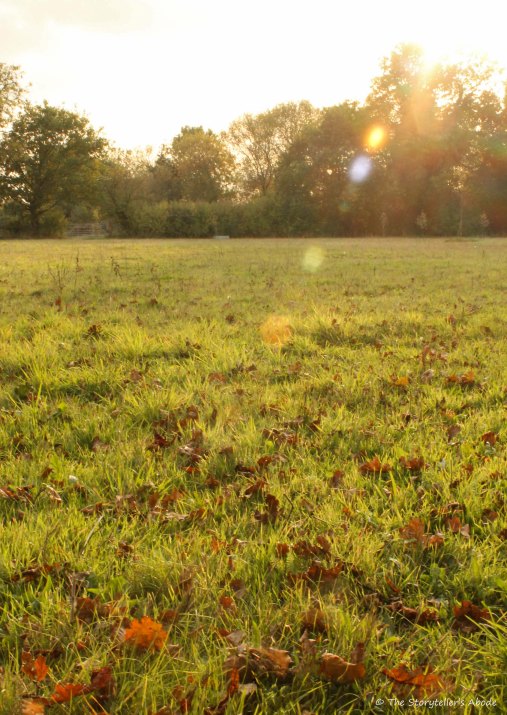 sunbeam over meadow edited
