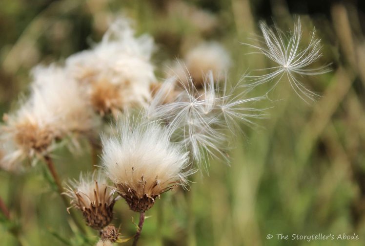 thistledown small