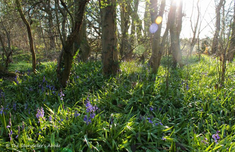 Sunlit Bluebells small