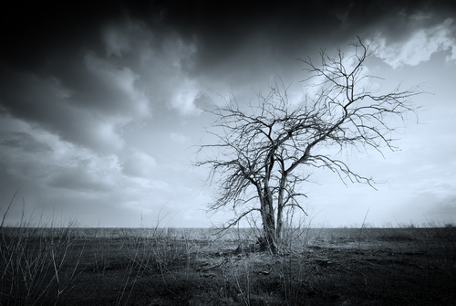 shutterstock_dead tree