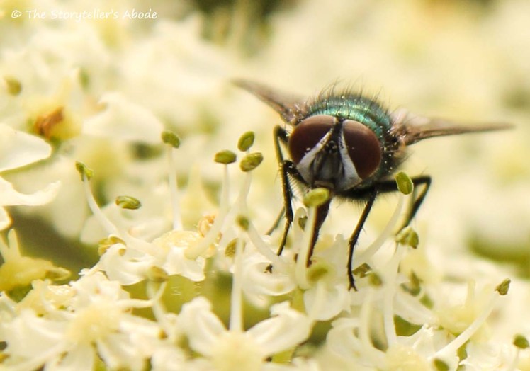 fly on cow parsley 4