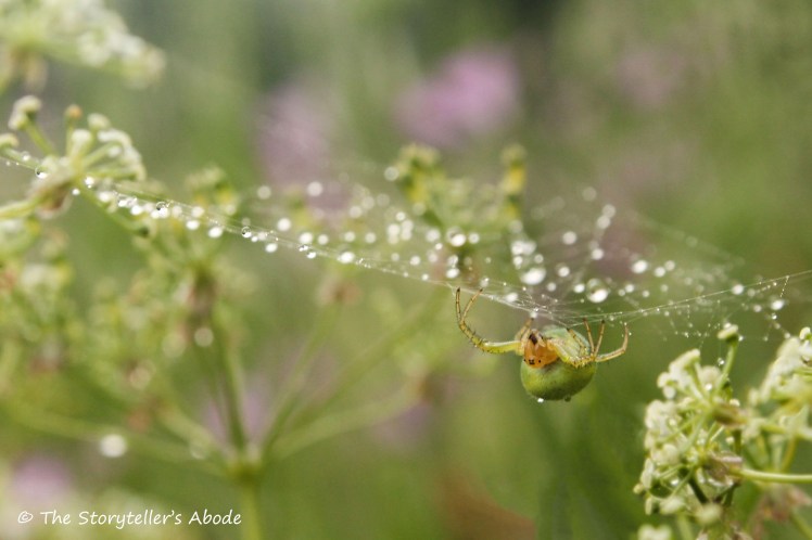 rain drenched spider web 2