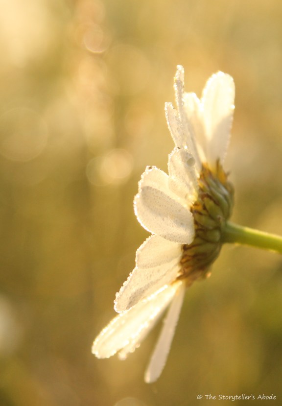 Dawn Daisy 2.jpg