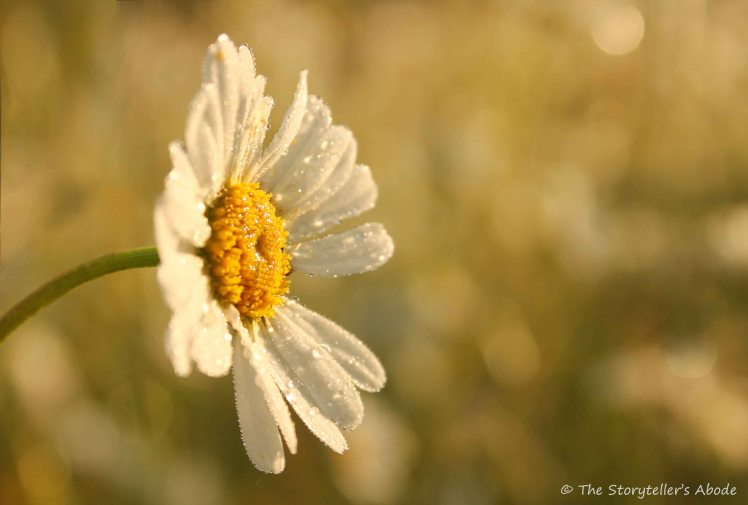 Dawn Daisy