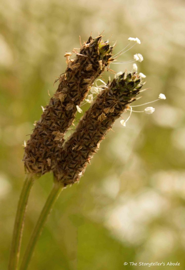 may I have this dance.jpg
