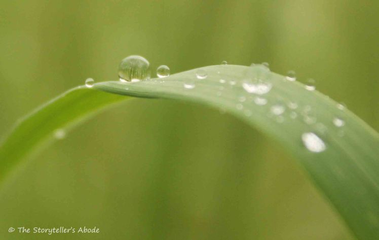 raindrops on leaf
