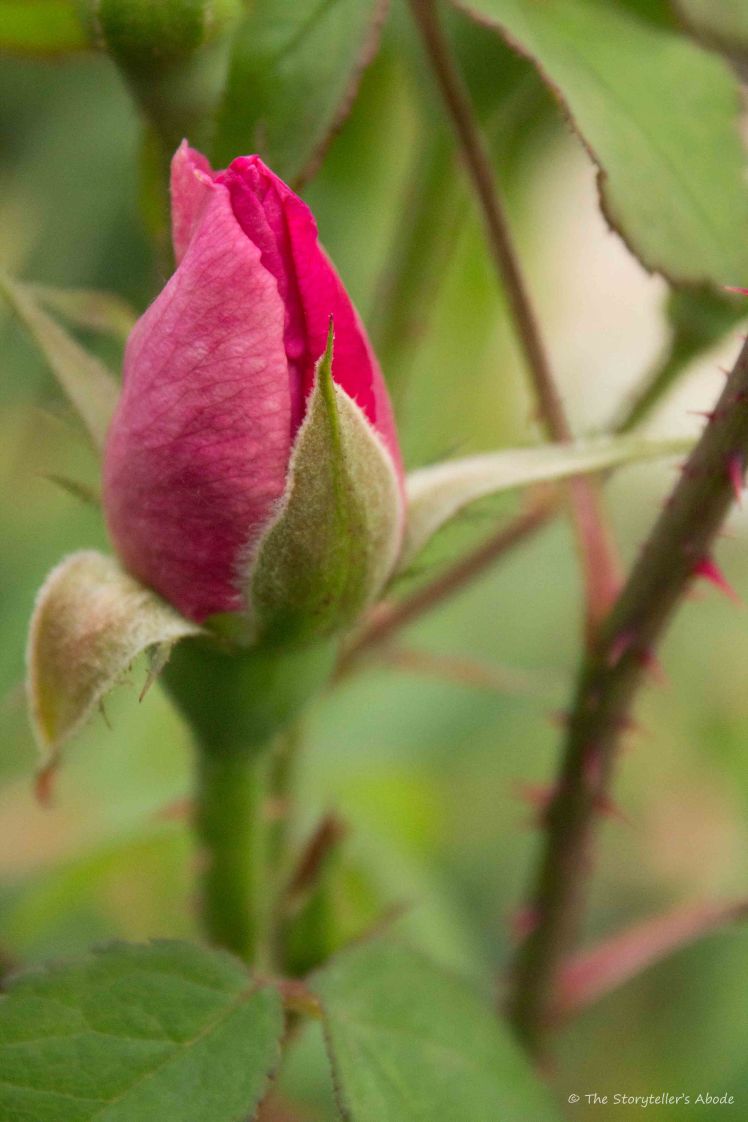 rosebud with thorns