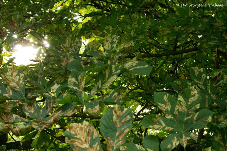 Autumn's First Touches