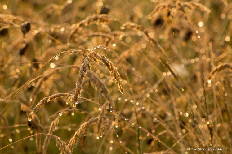 Celebrating Dawn.jpg