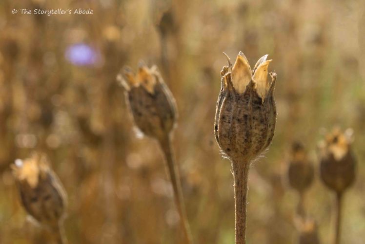 Corncockle seed pods