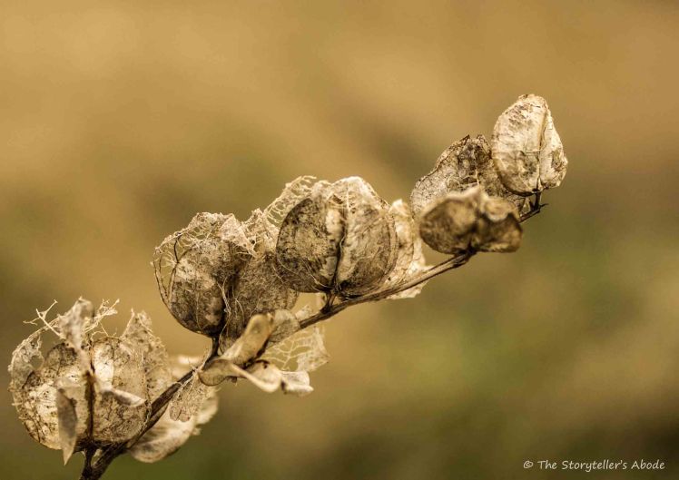 filligree seed pods 2.jpg