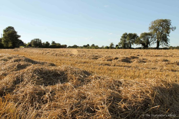 Harvested Wheat