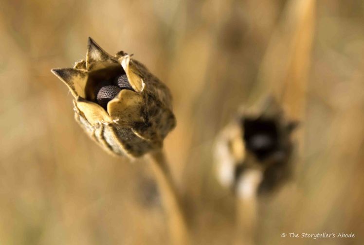 corncockle-seed-pods-3