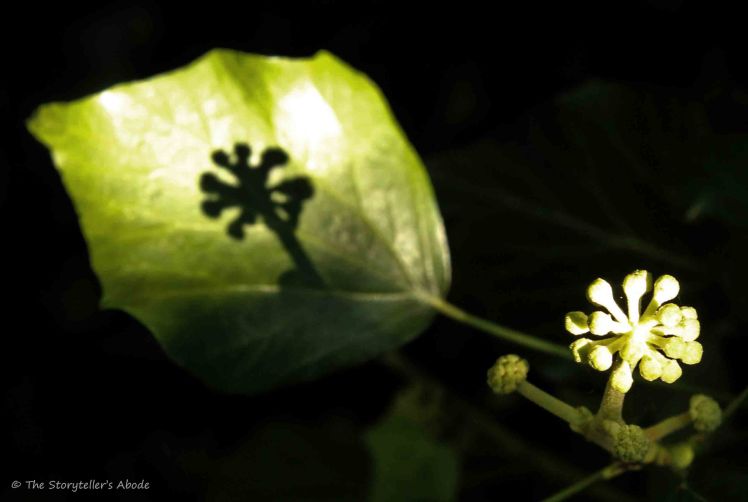 Ivy Shadow