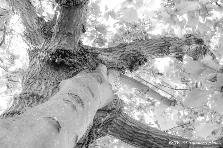 The Lovers b and w 4