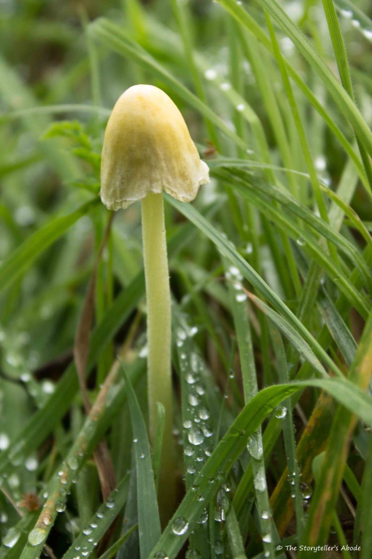 toadstool-and-raindrops
