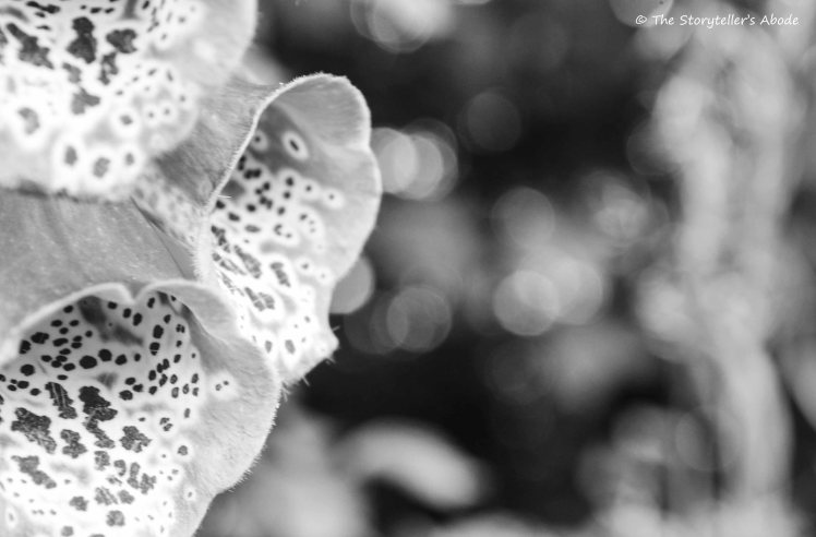 b-and-w-foxgloves