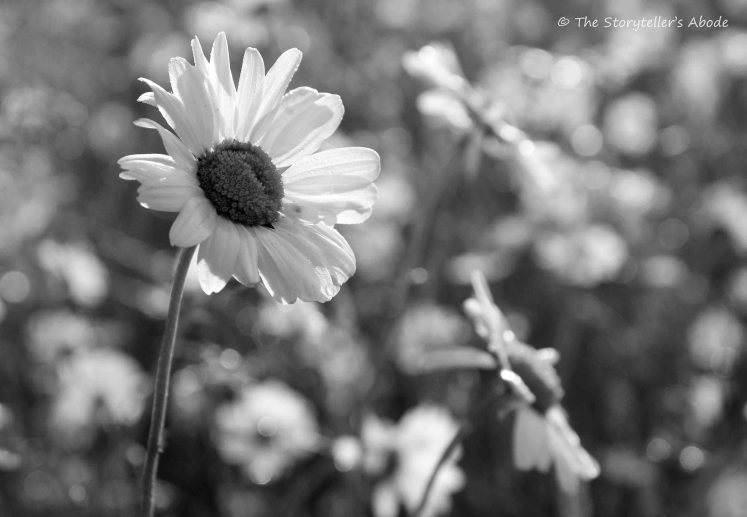 dawn-daisies-b-and-w