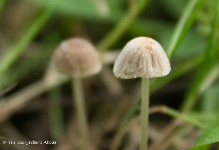 little-toadstools