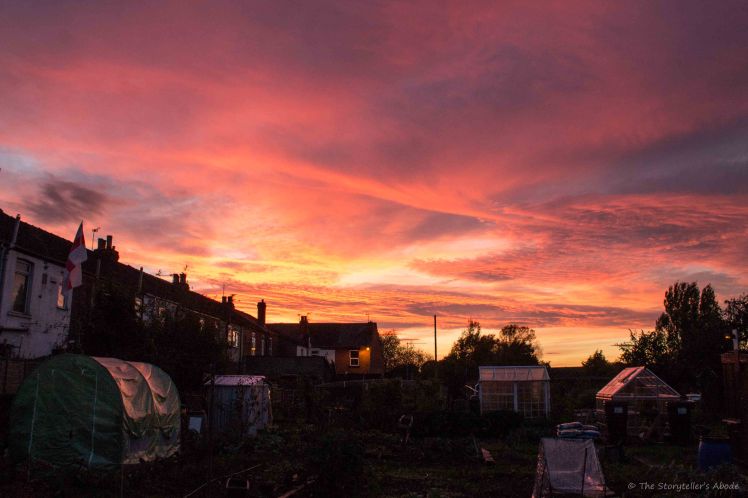 Allotment Sunset.jpg