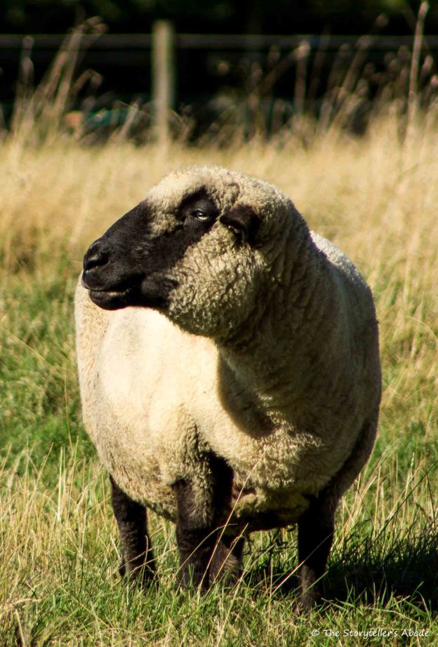 Posing Sheep.jpg