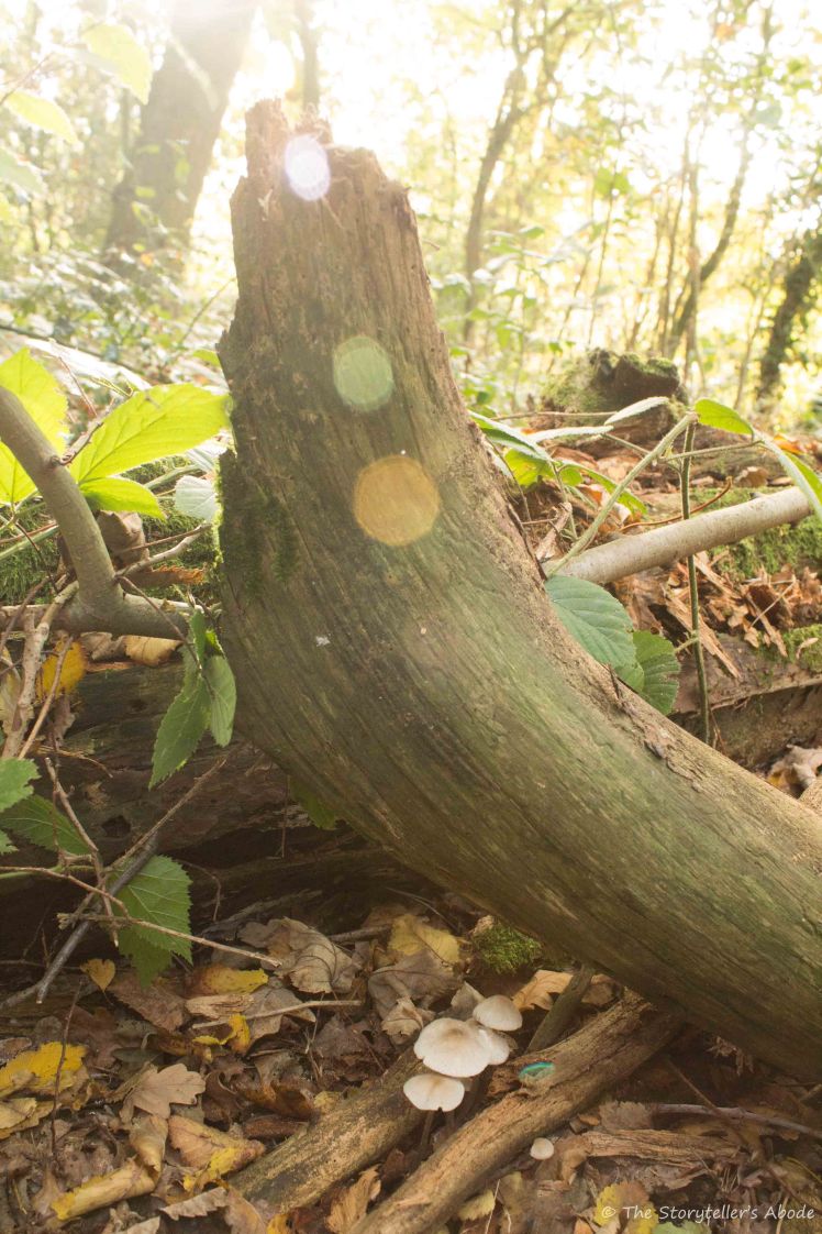 toadstools-under-log