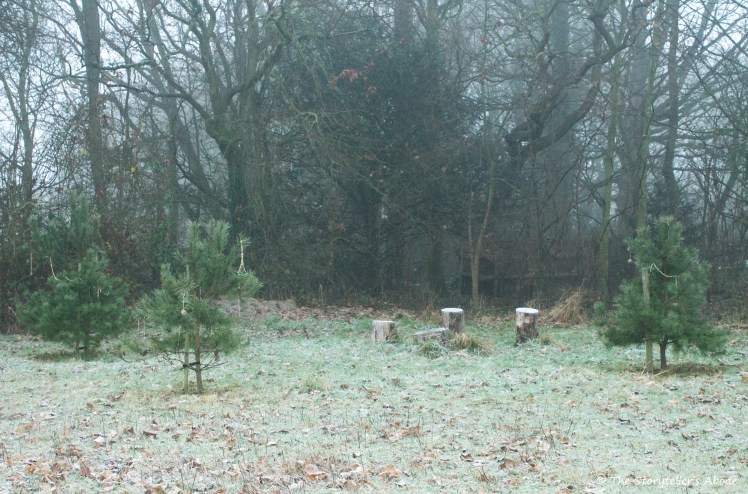 frosty-trees-and-stumps