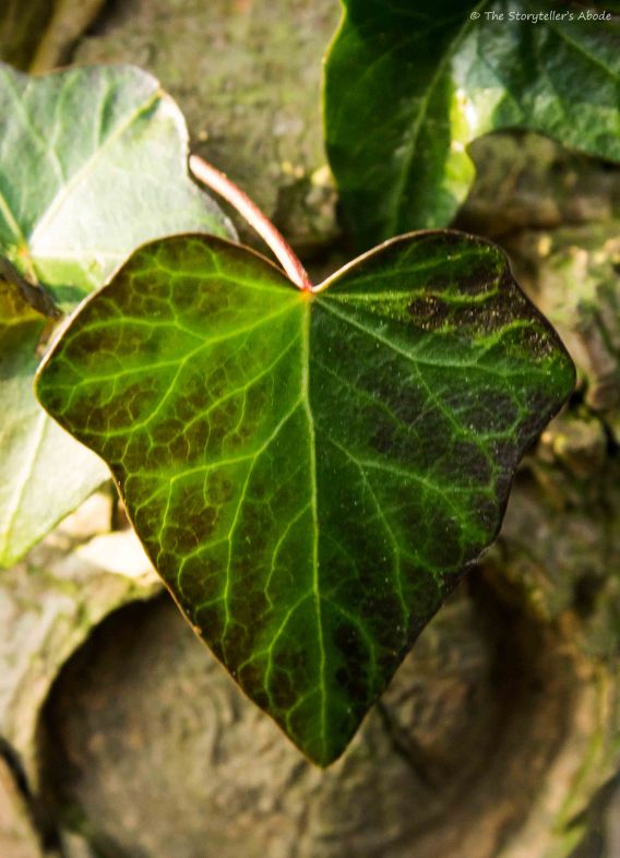 ivy-heart