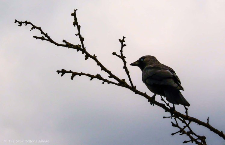 jackdaw-2