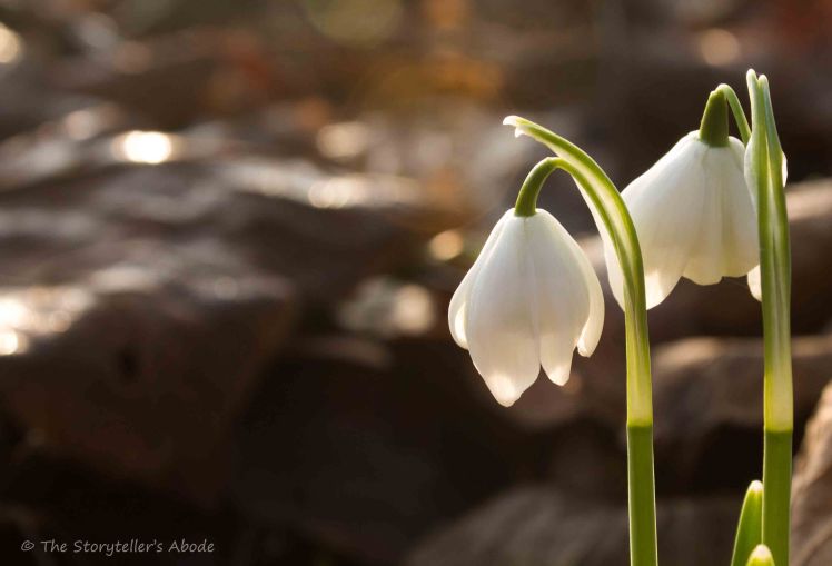 snowdrops-in-dawn-light-2