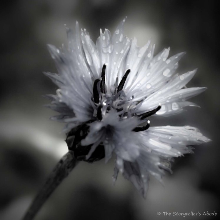 cornflower after rain