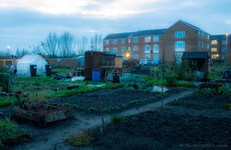 Evening over Allotments