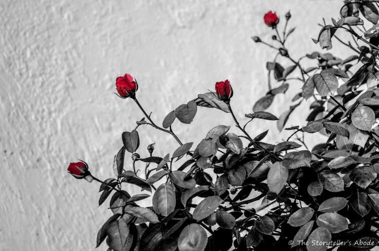 Roses b and w with dash of colour